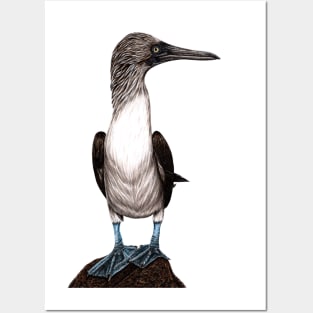 Blue-footed booby Posters and Art